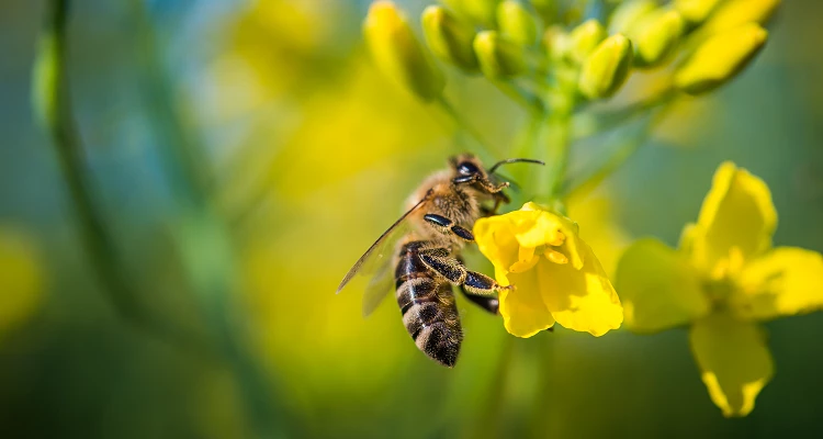 Ehrentag für unsere fleißigen Bienen